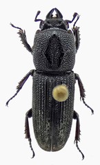 Cardanus sulcithorax