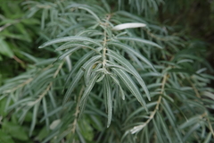 Hippophae