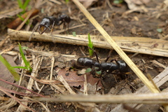 Plectroctena mandibularis
