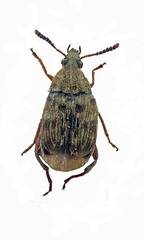 Acanthoscelides obsoletus