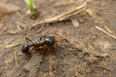 Plectroctena mandibularis