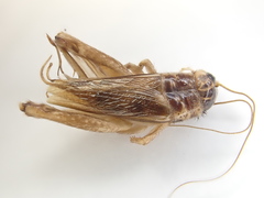 Lepidogryllus
