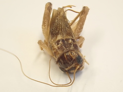 Lepidogryllus