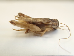 Lepidogryllus