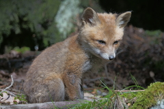 Vulpes vulpes vulpes