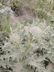 Cirsium cephalotes