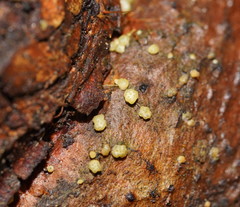 Trichoderma gelatinosum