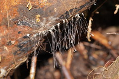 Xylaria filiformis