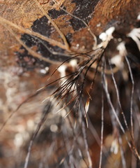 Xylaria filiformis