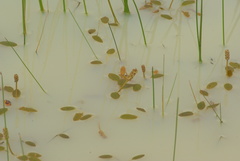 Potamogeton sulcatus