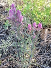 Castilleja rubra