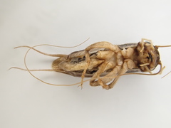 Lepidogryllus