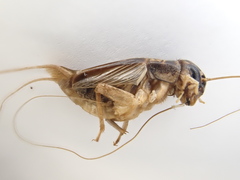 Lepidogryllus