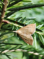 Anania crocealis