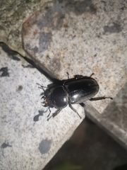 Serrognathus titanus