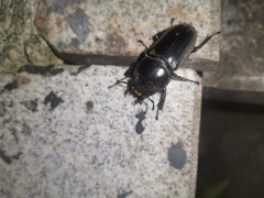 Serrognathus titanus