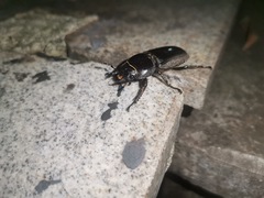 Serrognathus titanus