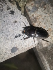 Serrognathus titanus