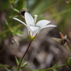 Wahlenbergia stellarioides