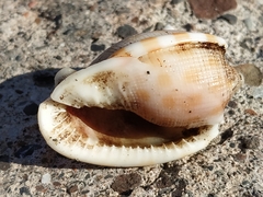 Phalium decussatum