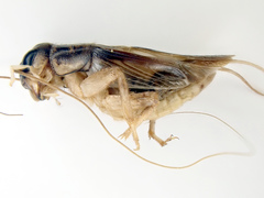 Lepidogryllus