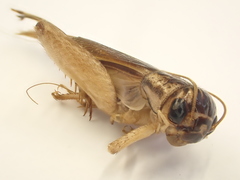 Lepidogryllus