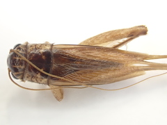 Lepidogryllus