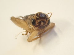 Lepidogryllus