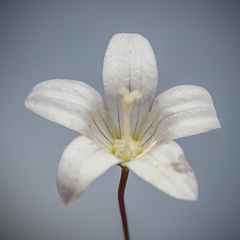 Wahlenbergia stellarioides