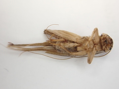 Lepidogryllus