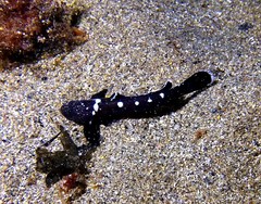 Didogobius schlieweni