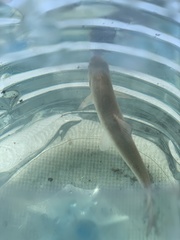 Leuciscus idus