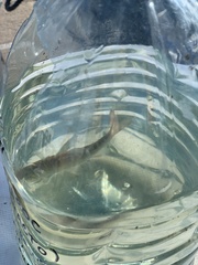 Leuciscus idus
