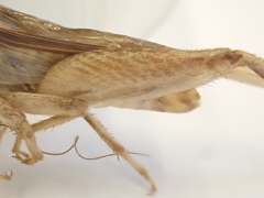 Lepidogryllus