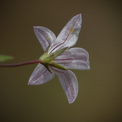 Wahlenbergia stellarioides