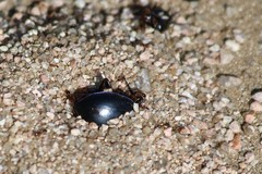Carabus finitimus