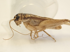 Lepidogryllus