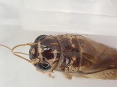 Lepidogryllus