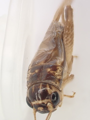 Lepidogryllus