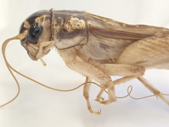 Lepidogryllus