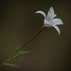 Wahlenbergia stellarioides