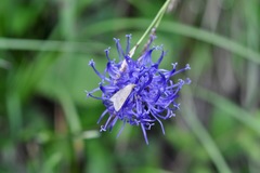 Udea nebulalis