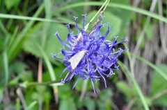 Udea nebulalis