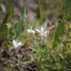Wahlenbergia stellarioides