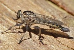 Cerdistus fuscipennis