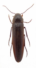 Serropalpus barbatus