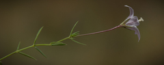 Wahlenbergia stellarioides