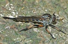 Cerdistus fuscipennis