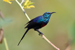 Cinnyris erythrocercus