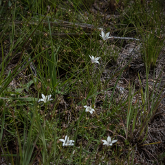 Wahlenbergia stellarioides